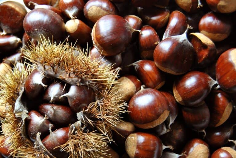 Castagne e alimentazione: scopriamo i valori nutrizionali