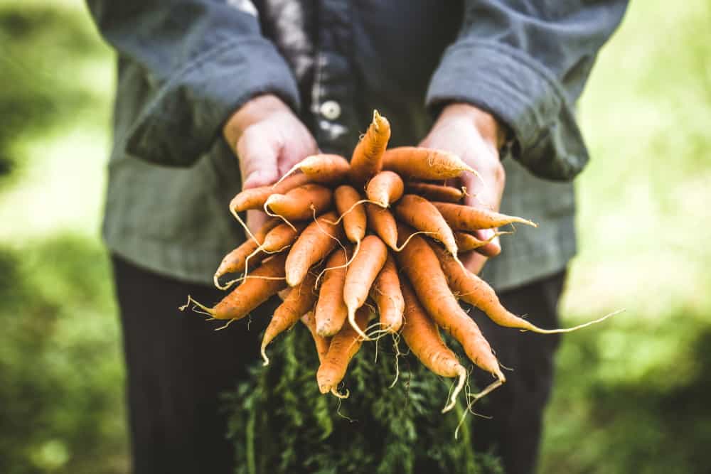 carrots UXTNQ98