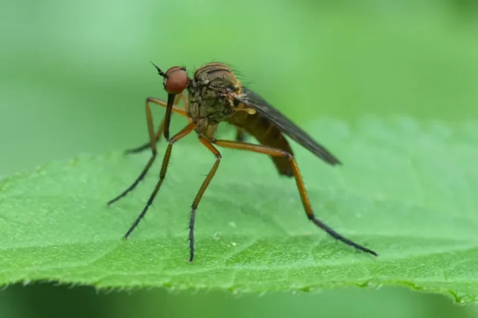 West Nile