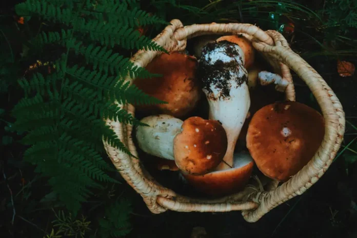 funghi commestibili velenosi qui salute magazine