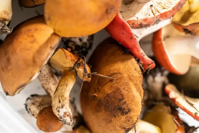 Intossicazione funghi