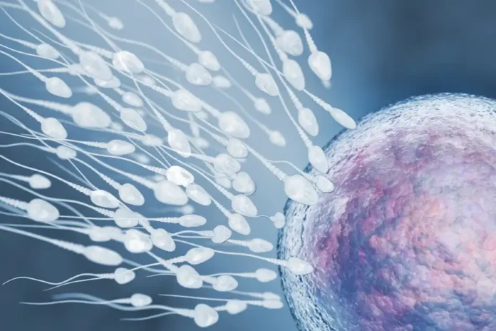 Spermatozoi infertilità maschile