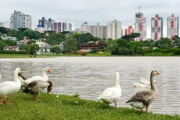 Fauna città
