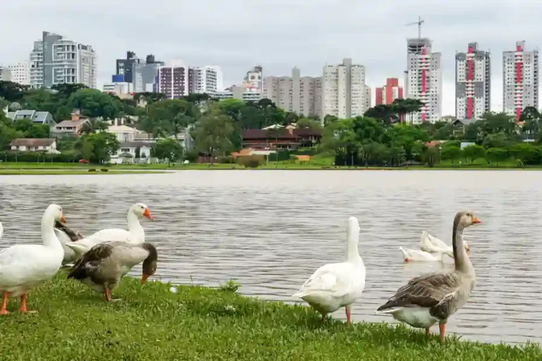 Fauna città