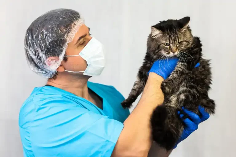 Infezioni animale