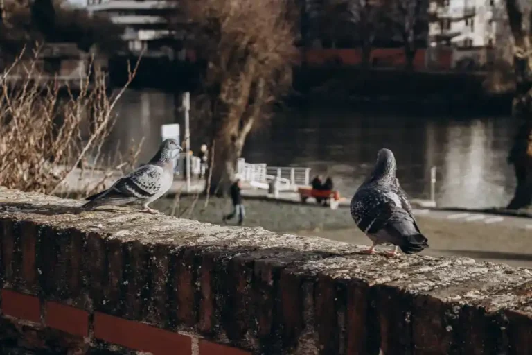 Fauna urbana