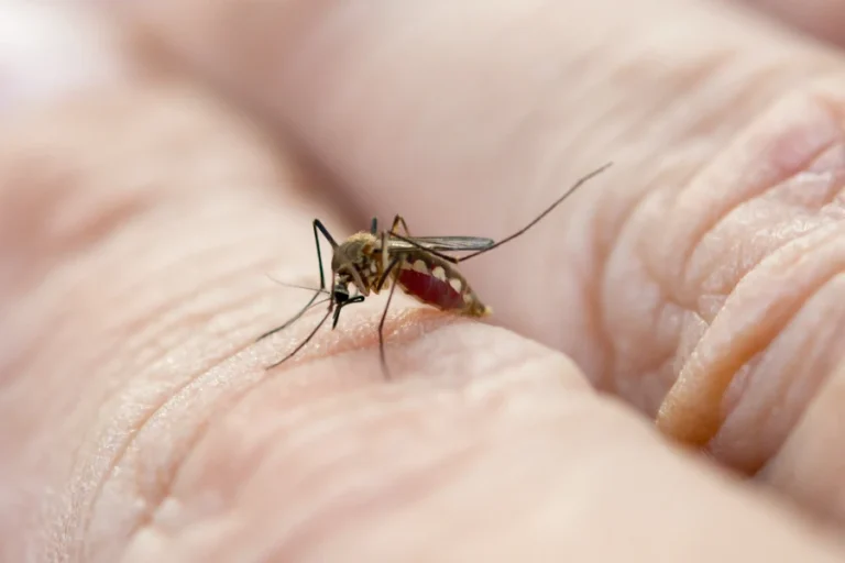 Malaria Oms