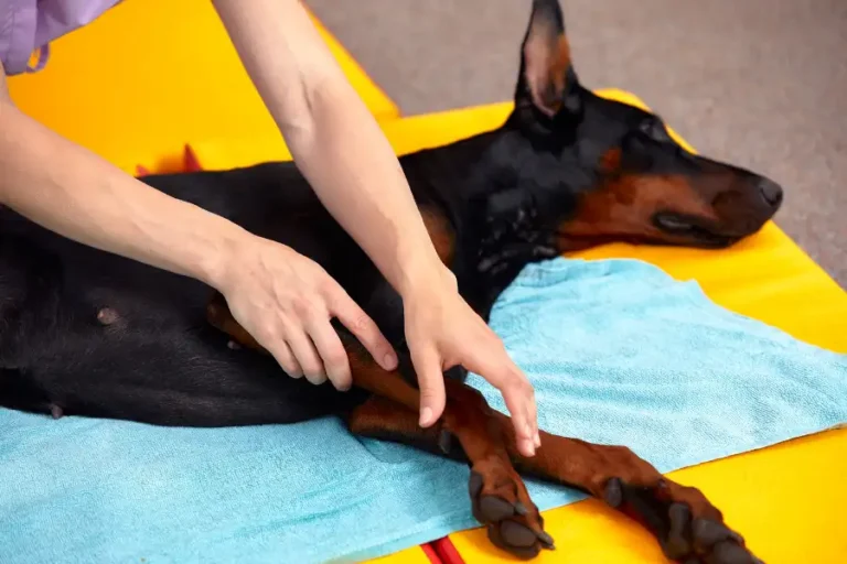 Osteopatia veterinaria