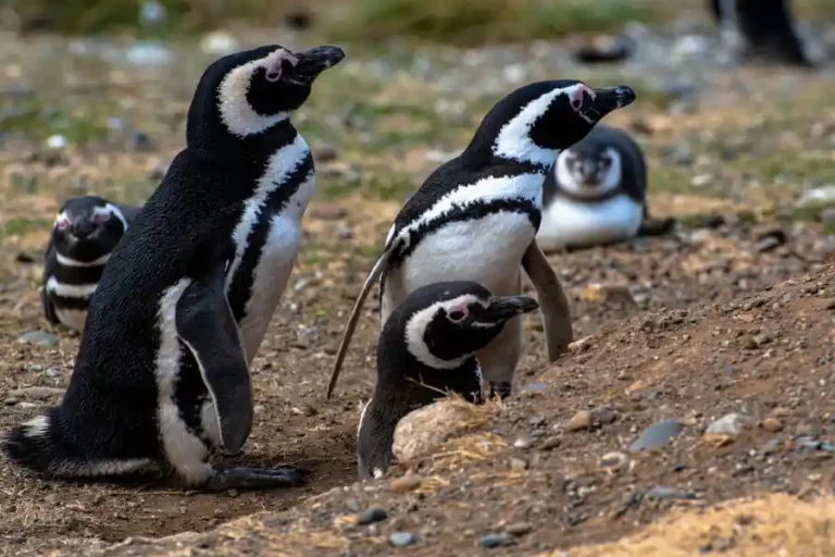 Pinguini Patagonia inquinanti eterni