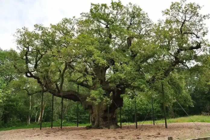 Addio Quercia Major Oak