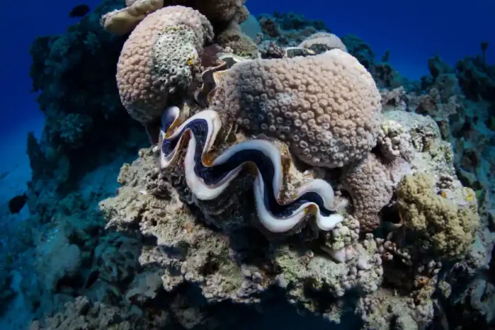 Molluschi marini oceani farmaci tumori