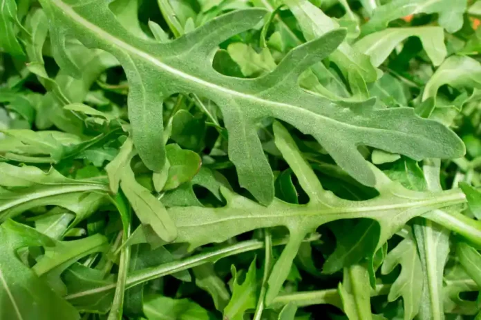 Rucola