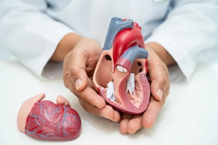valvole cardiache martinelli qui salute magazine