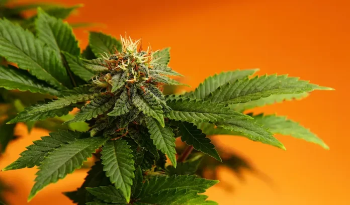 cannabis