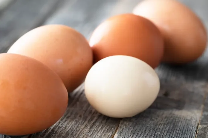 salmonella